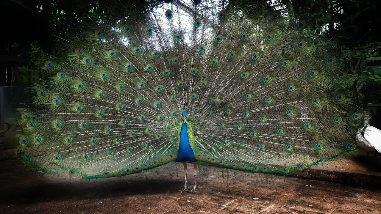 Wildlife Park Langkawi Admission Ticket Thrillark