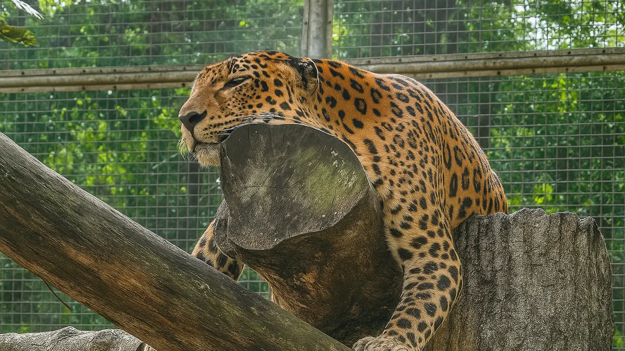 Zoo Melaka Tickets Ticket