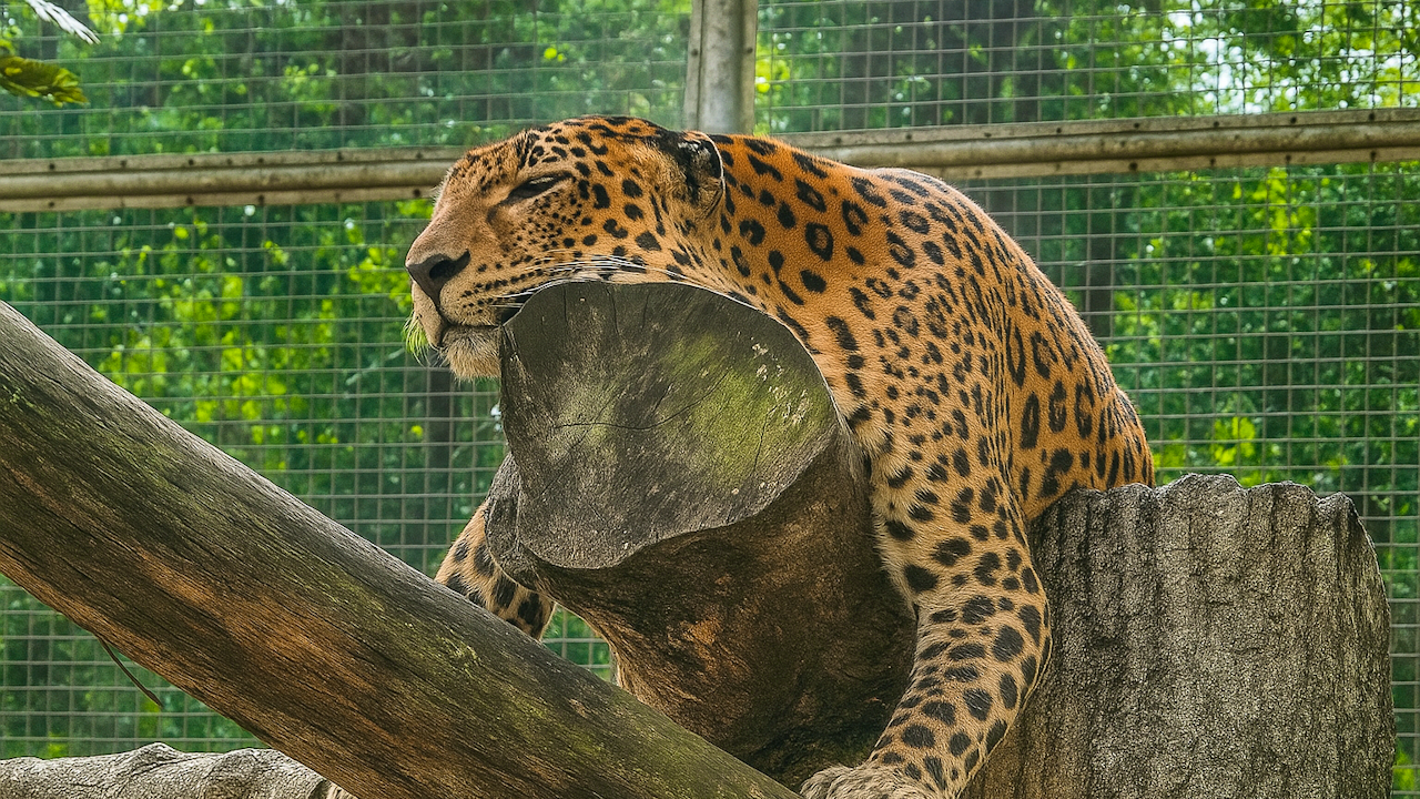 Zoo Melaka Tickets Ticket