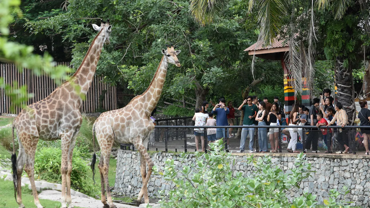 Khao Kheow Open Zoo Pattaya Tickets Ticket