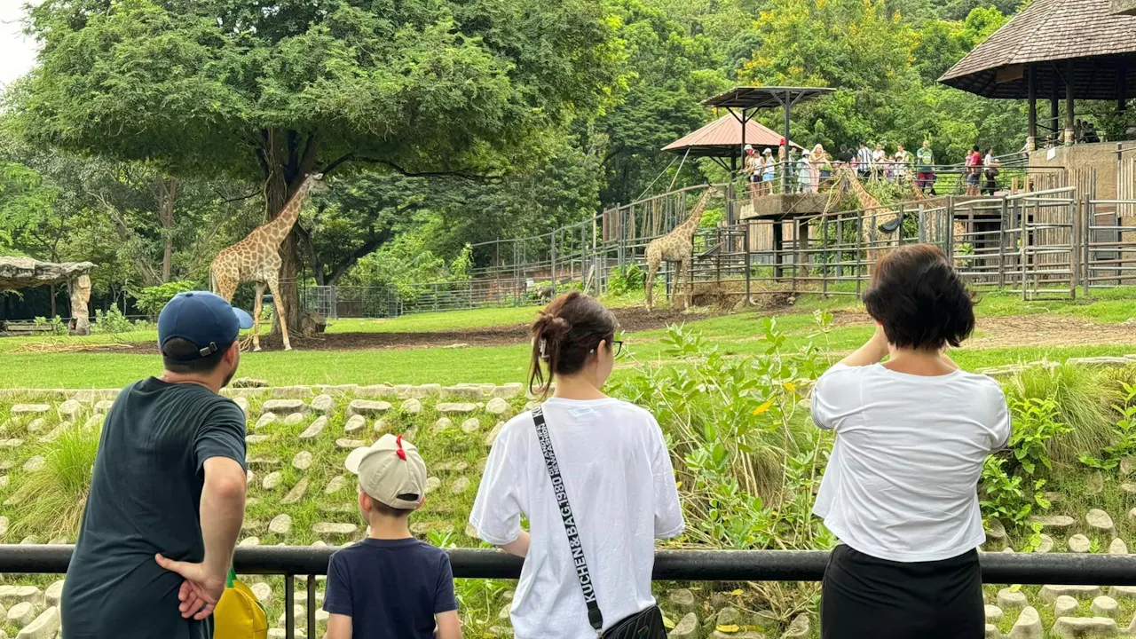 Khao Kheow Open Zoo Pattaya Tickets