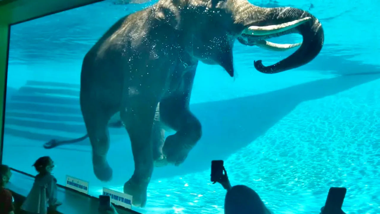 Khao Kheow Open Zoo Pattaya Tickets Discount