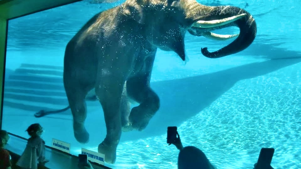 Khao Kheow Open Zoo Pattaya Tickets  Discount