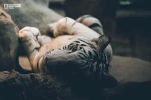 Chiang Mai Night Safari Park Ticket