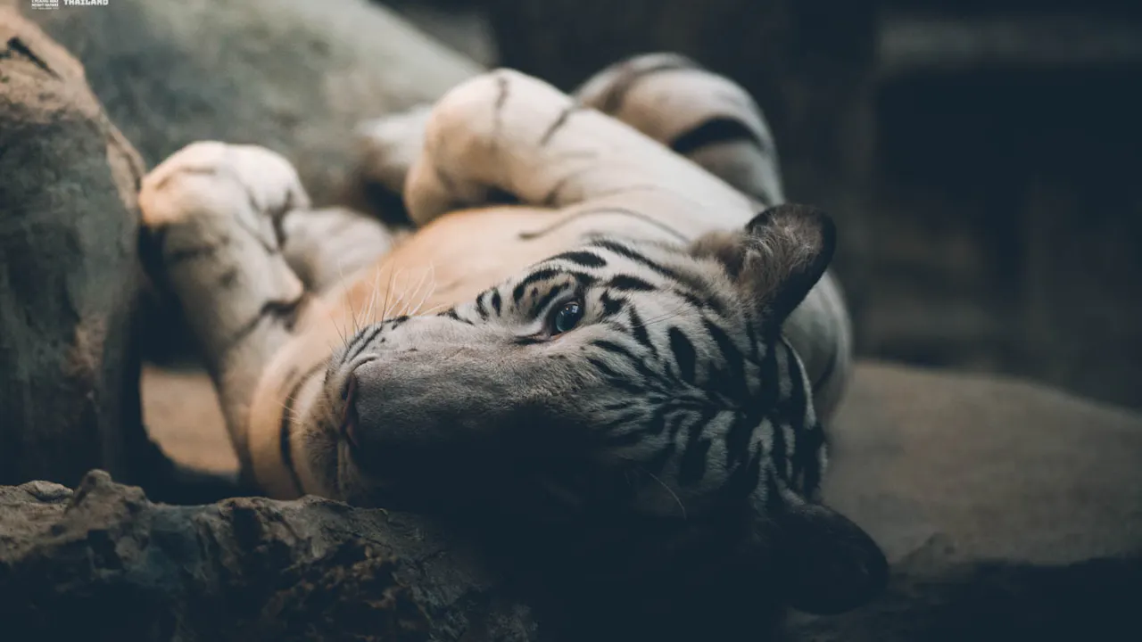 Chiang Mai Night Safari Park Ticket Ticket