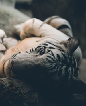 Chiang Mai Night Safari Park Ticket