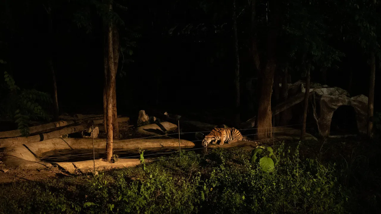 Chiang Mai Night Safari Park Ticket Category