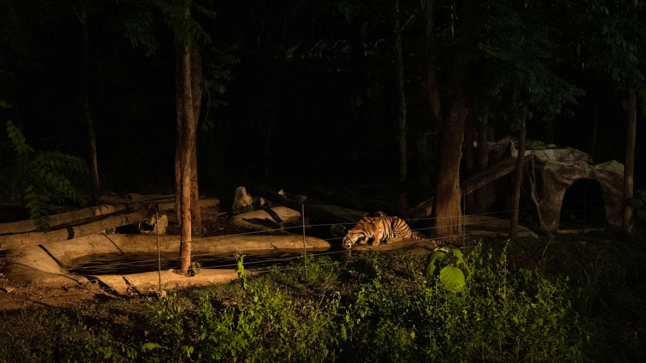 Chiang Mai Night Safari Park Ticket Category