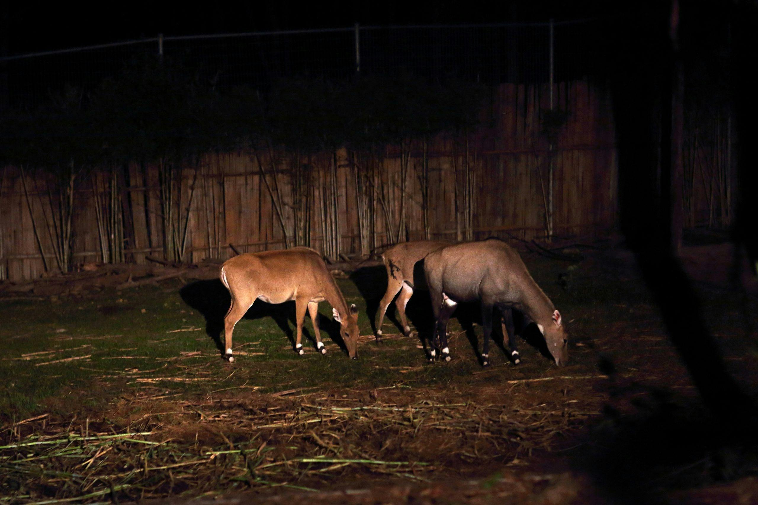 Chiang Mai Night Safari Park Ticket Location