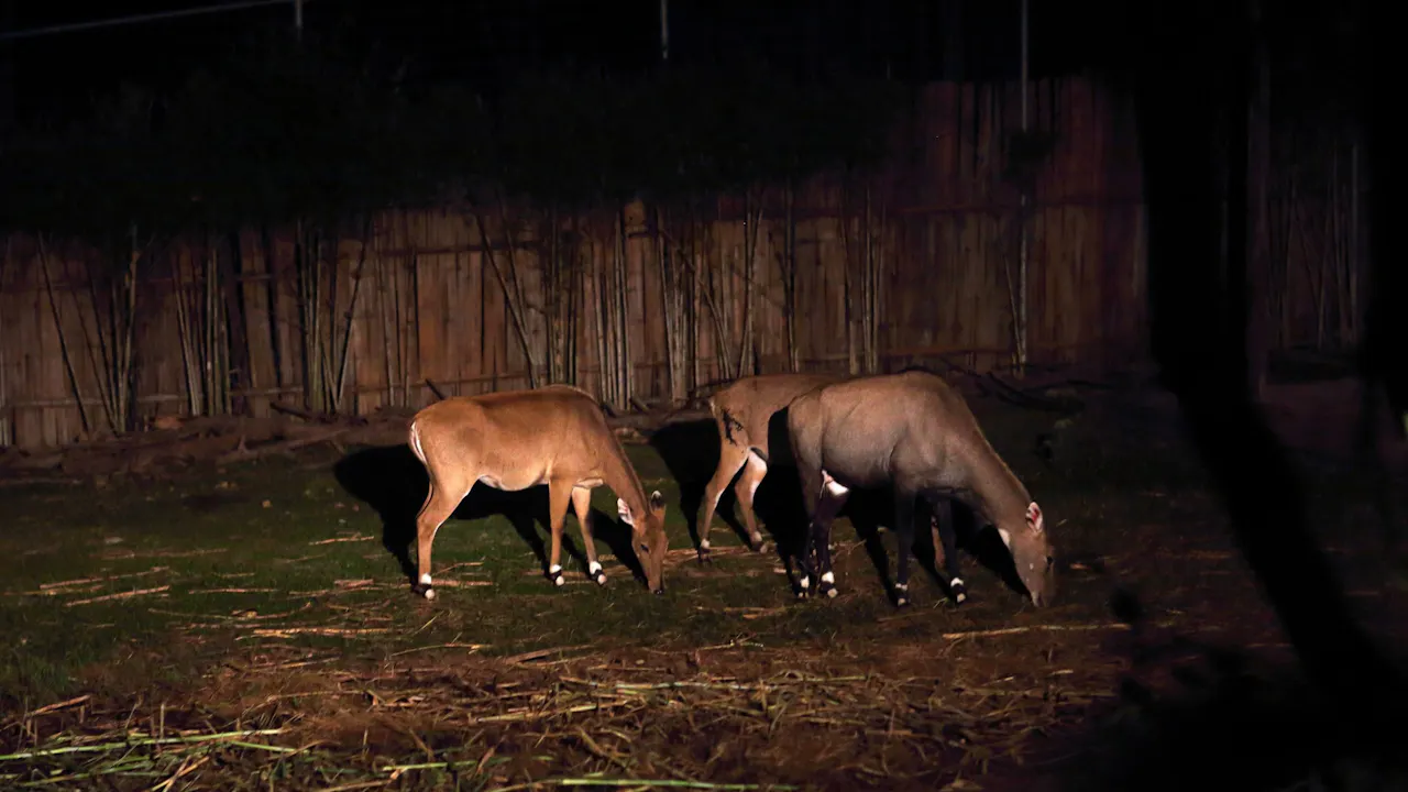 Chiang Mai Night Safari Park Ticket Location