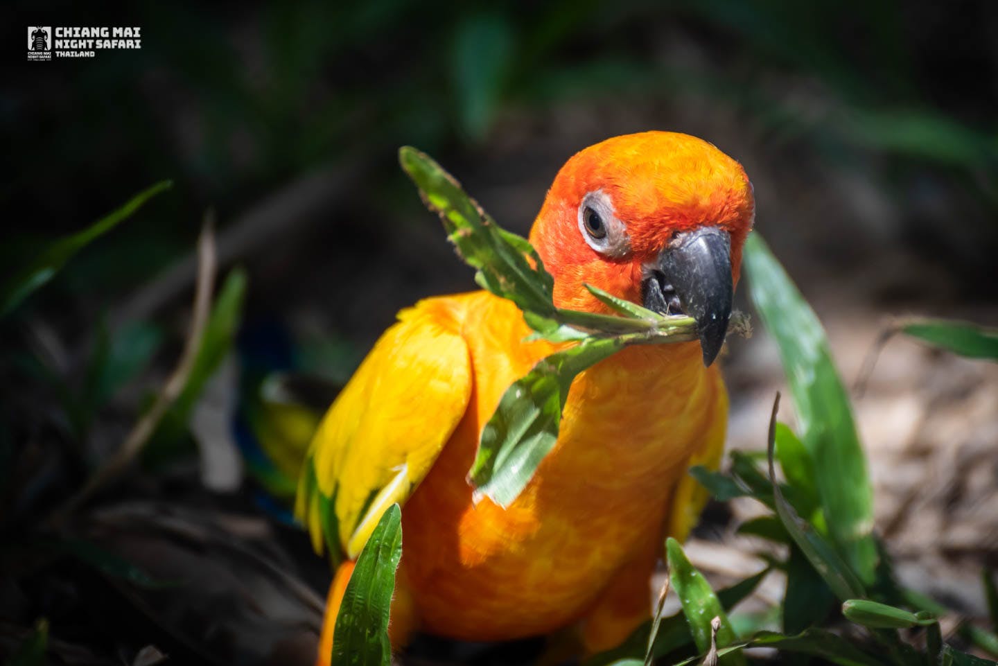 Chiang Mai Night Safari Park Ticket Location