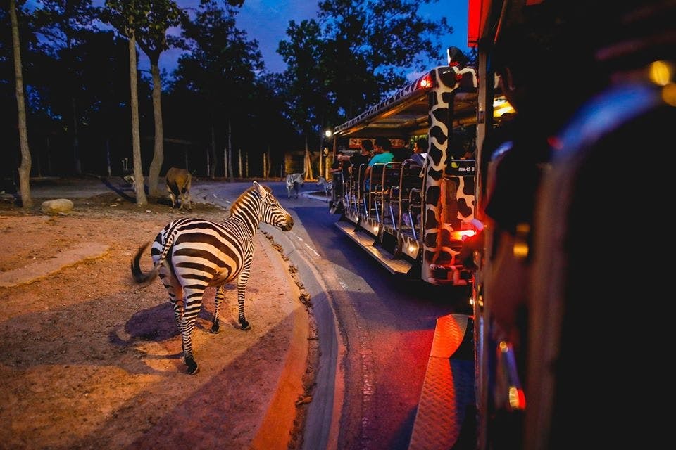 Chiang Mai Night Safari Park Ticket Discount