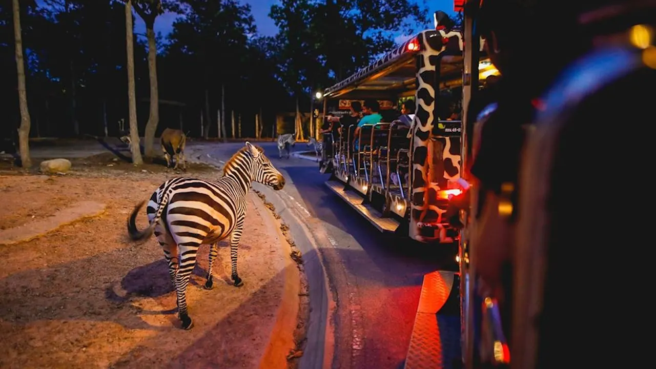 Chiang Mai Night Safari Park Ticket Discount