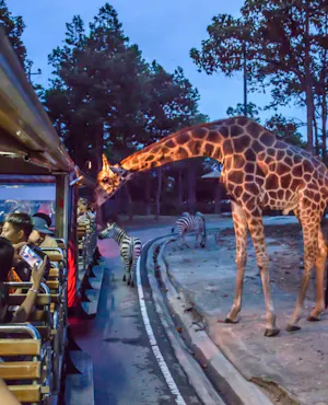 Chiang Mai Night Safari Park Ticket