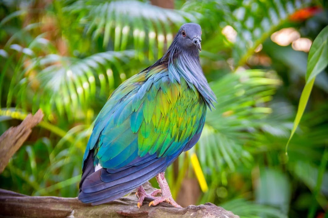 Phuket Bird Park Ticket Category