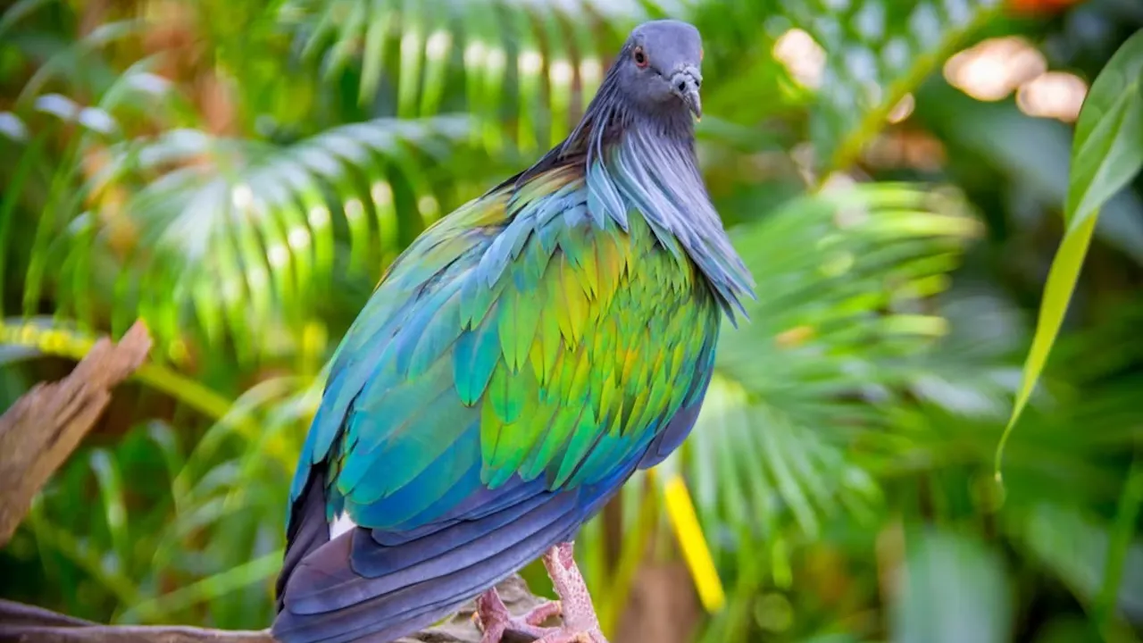 Phuket Bird Park Ticket Category