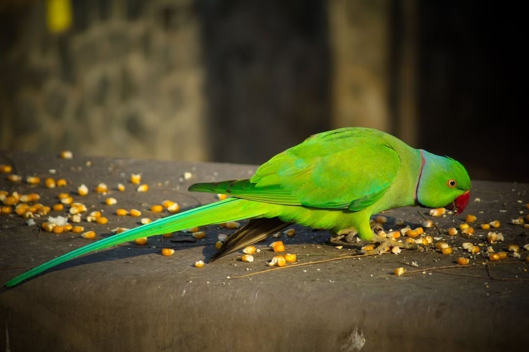 Phuket Bird Park Ticket Thrillark