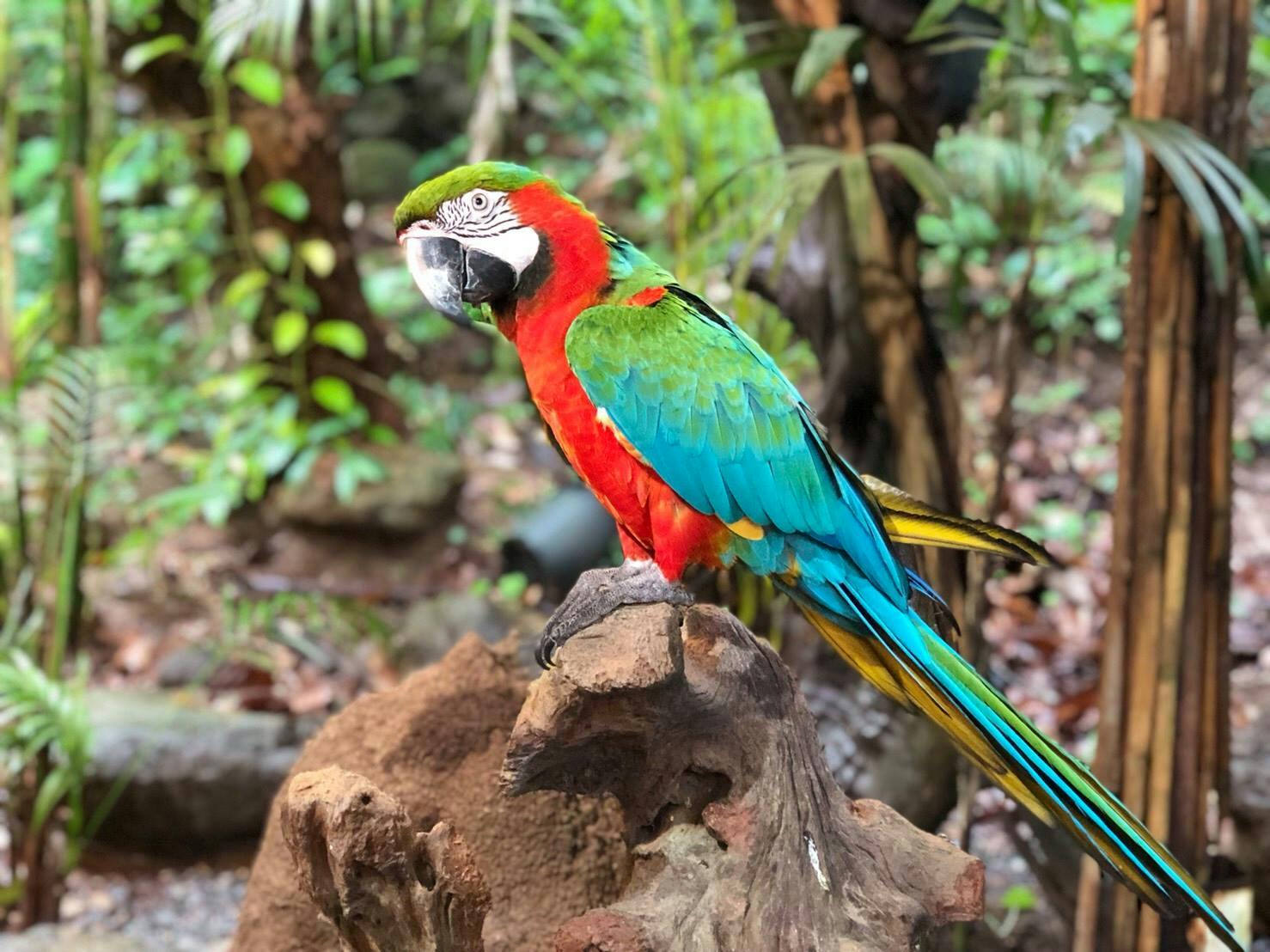 Phuket Bird Park Ticket