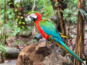 Phuket Bird Park Ticket