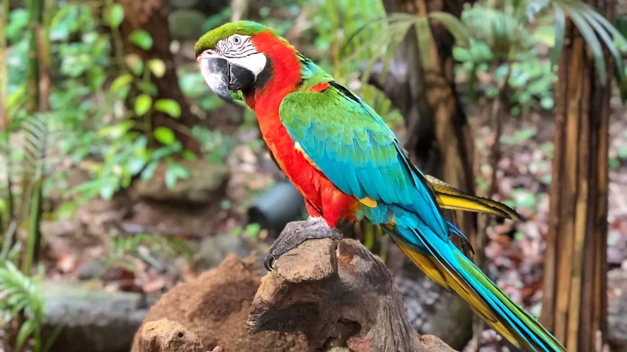 Phuket Bird Park Ticket Ticket