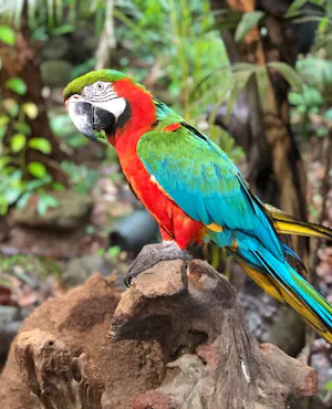 Phuket Bird Park Ticket