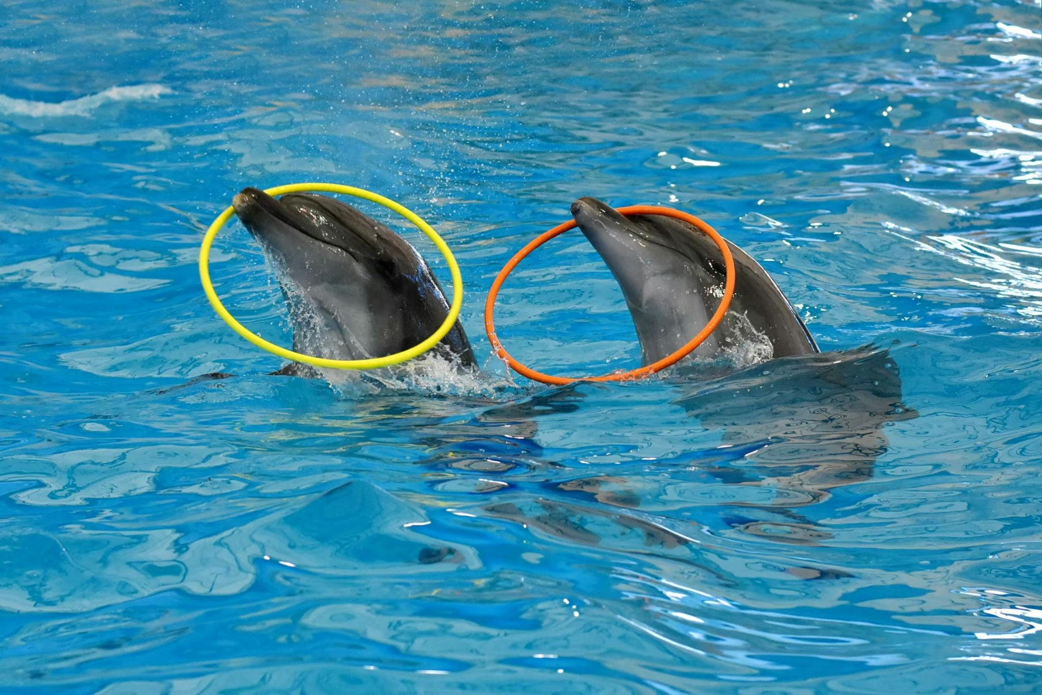 Dolphinarium Pattaya Swimming Tickets Discount