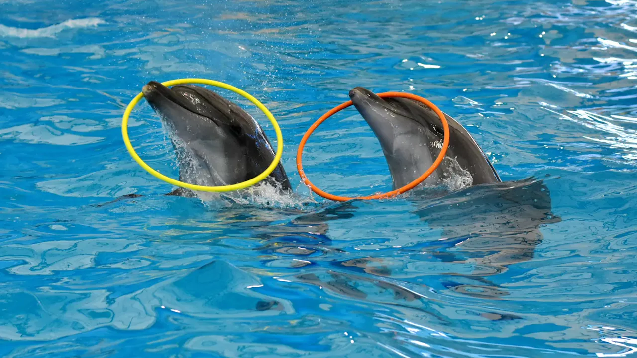 Dolphinarium Pattaya Swimming Tickets Discount