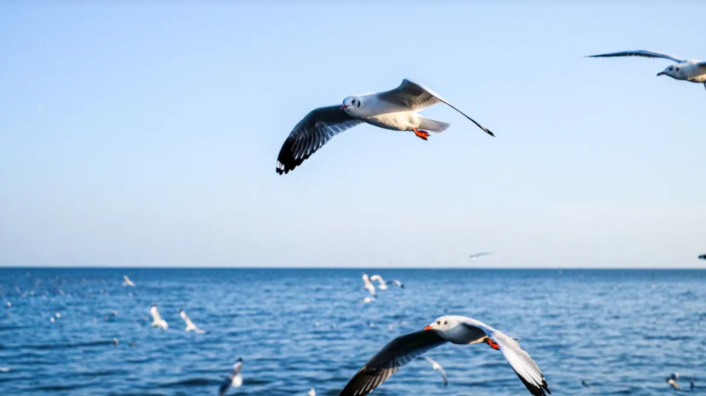  Explore The Giant Three-Headed Elephant - The Ancient City - Bang Pu Seaside Category