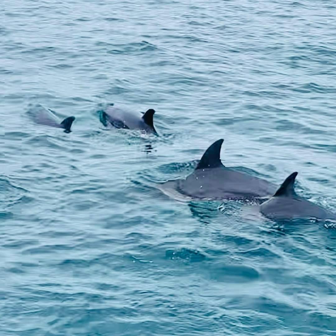 Join Tour Racha Island, Coral Island and Maithon Island by Speedboat from Phuket Category