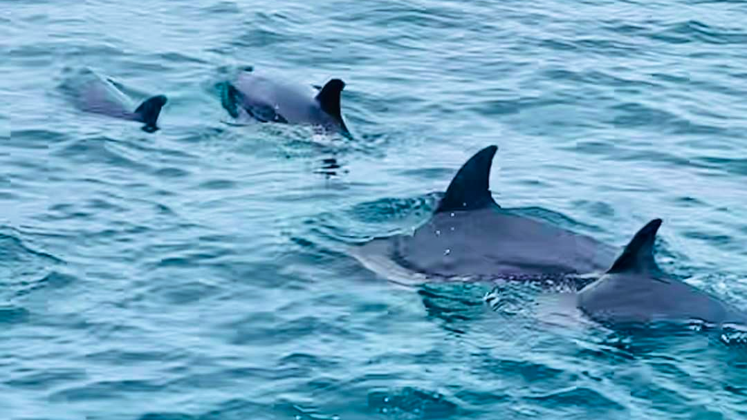 Join Tour Racha Island, Coral Island and Maithon Island by Speedboat from Phuket Category