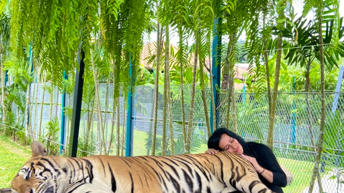 Join Tour Phuket City Tour: Tiger, Big Buddha, Chalong Temple Price