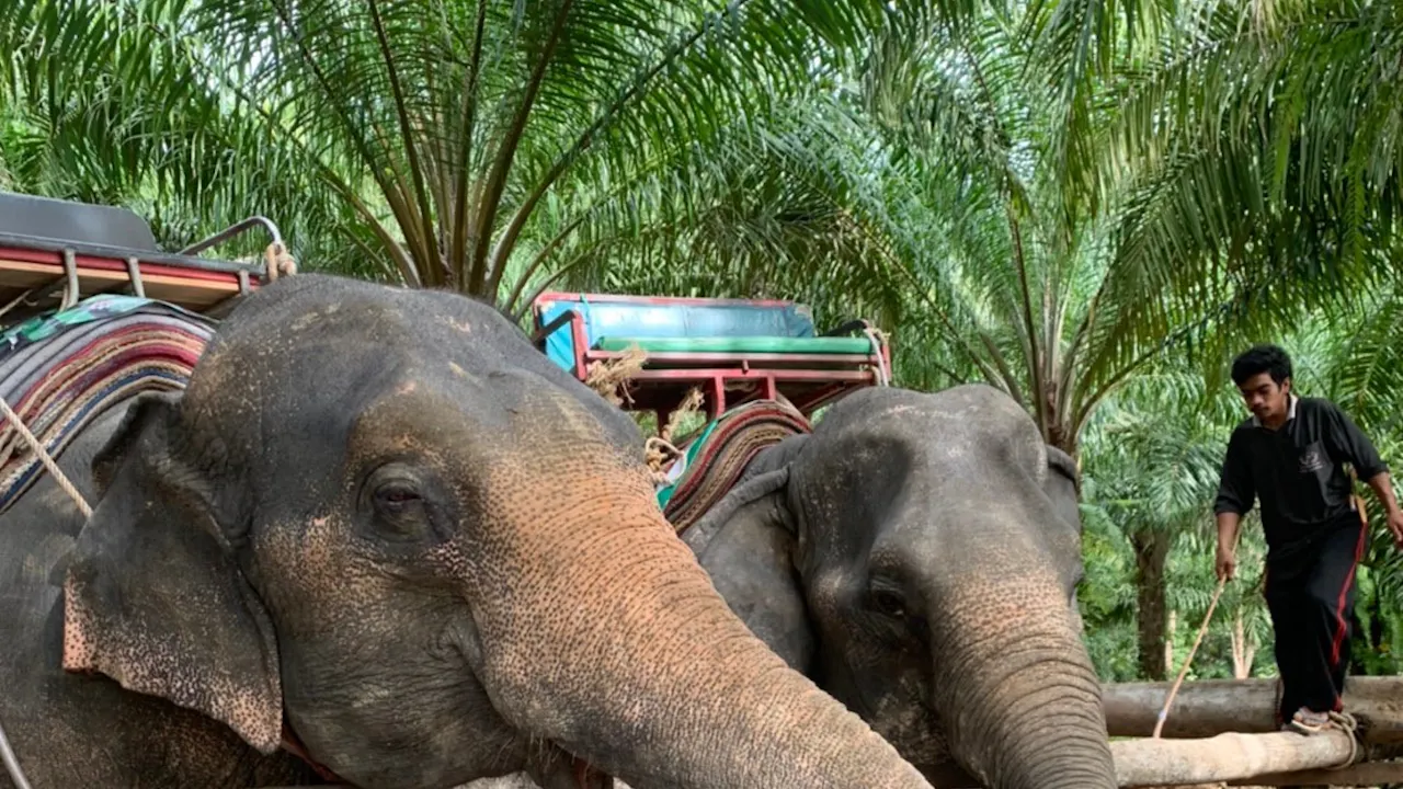 Join Tour White Water Rafting, Flying Fox, Jungle Walk, ATV Adventure and Elephant Trekking from Phuket Ticket