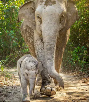 Elephant Jungle Sanctuary - Chiang Mai