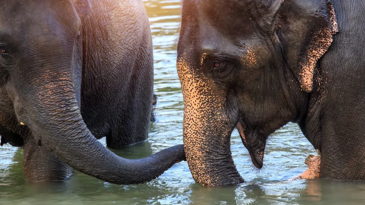 Kanchanaburi Tour: Tiger Cave Temple, Death Railway and Elephant Sanctuary