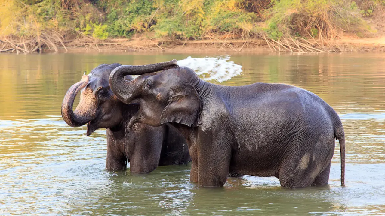 Kanchanaburi Tour: Tiger Cave Temple, Death Railway and Elephant Sanctuary Category