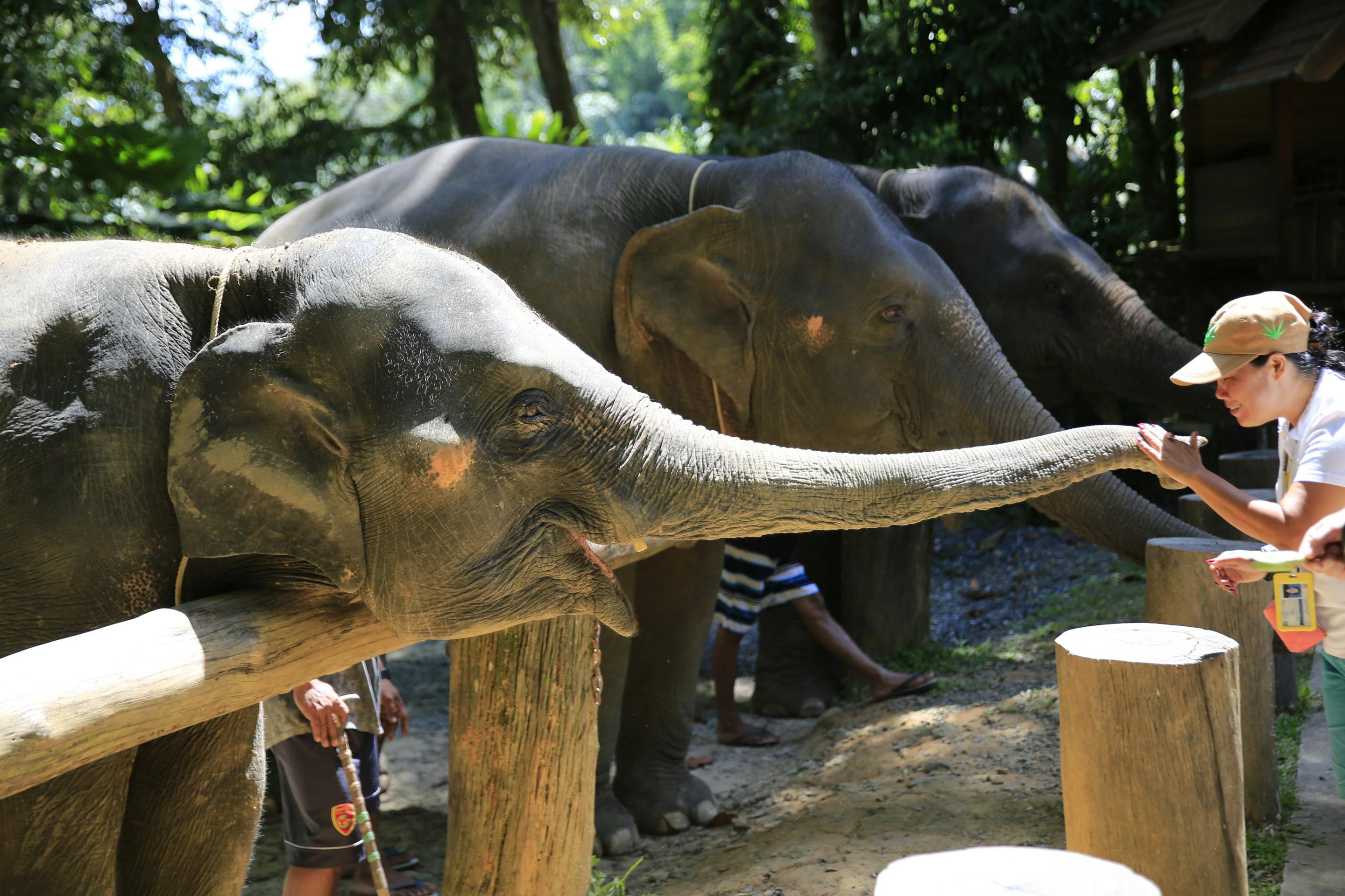 Khao Lak Elephant Bath Category