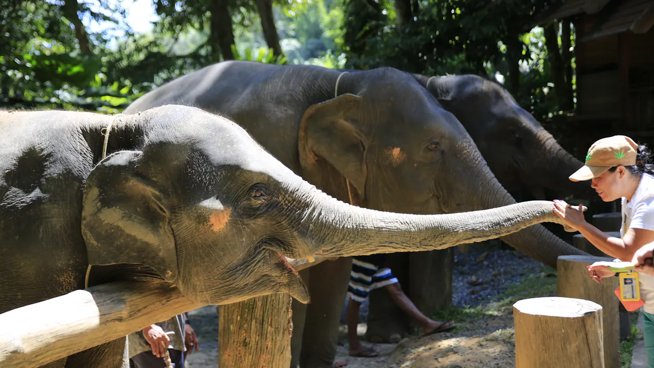 Khao Lak Elephant Bath Category