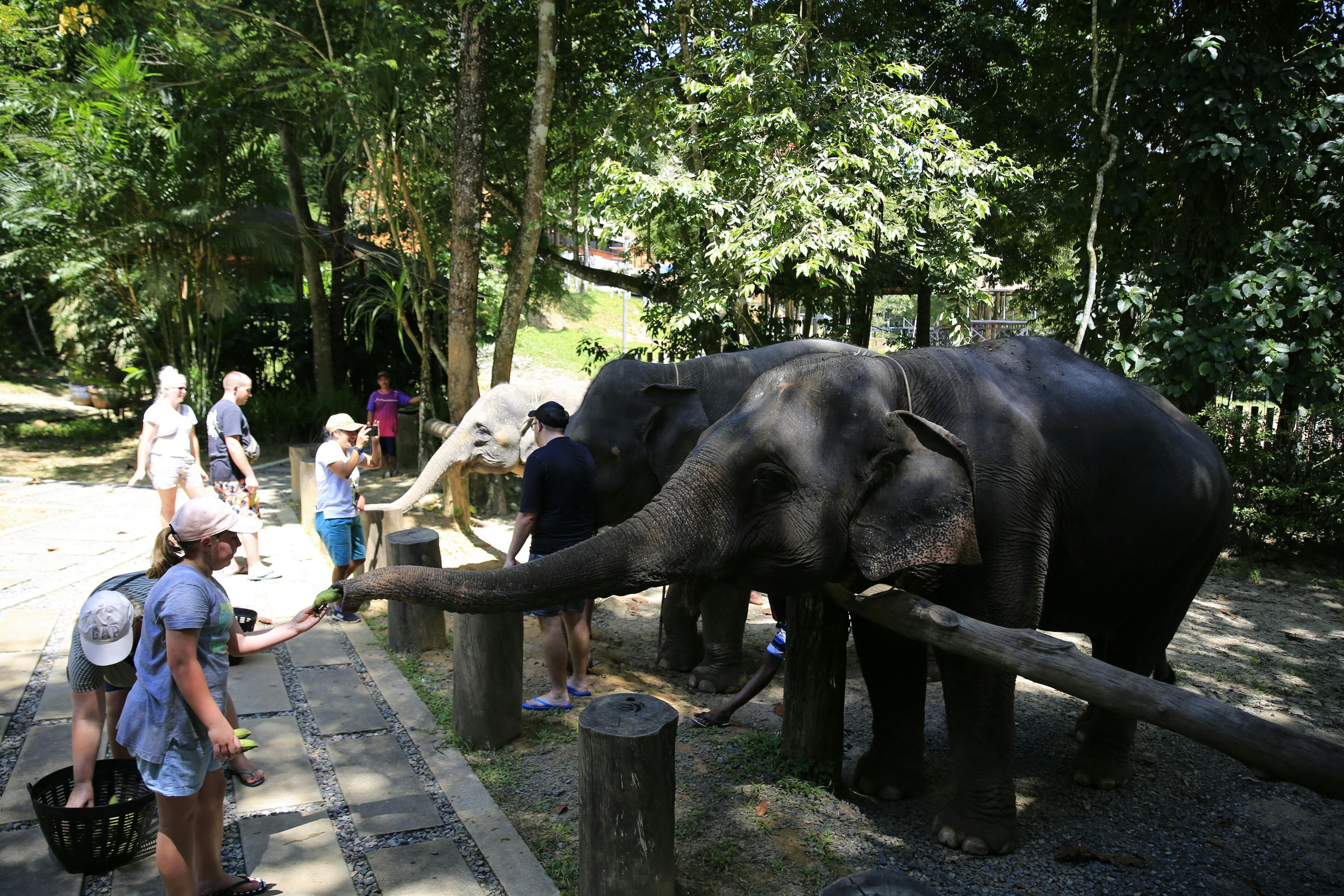 Khao Lak Elephant Bath Thrillark