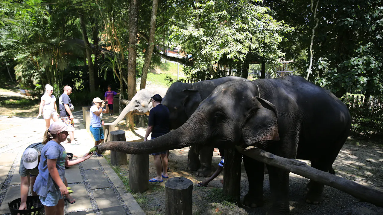Khao Lak Elephant Bath Thrillark