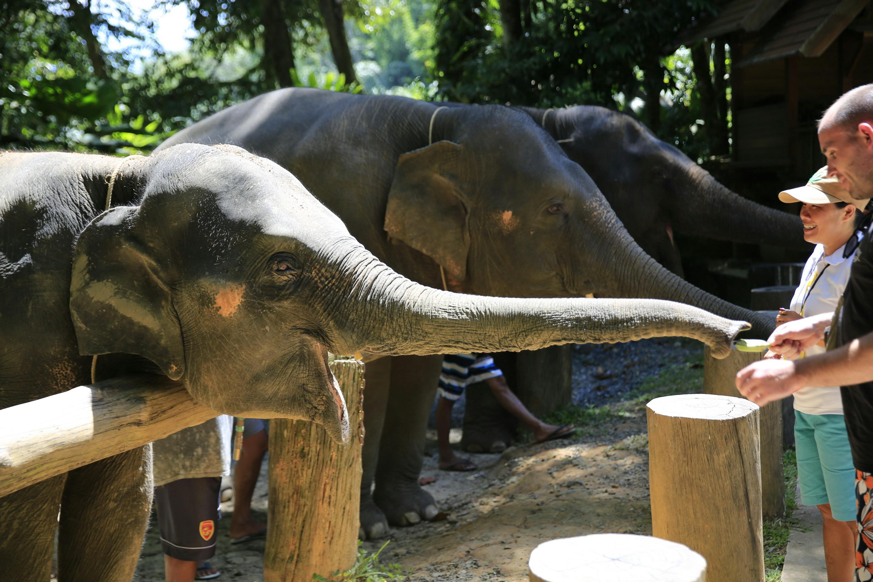 Khao Lak Elephant Bath Price