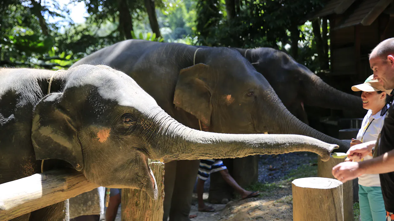 Khao Lak Elephant Bath Price