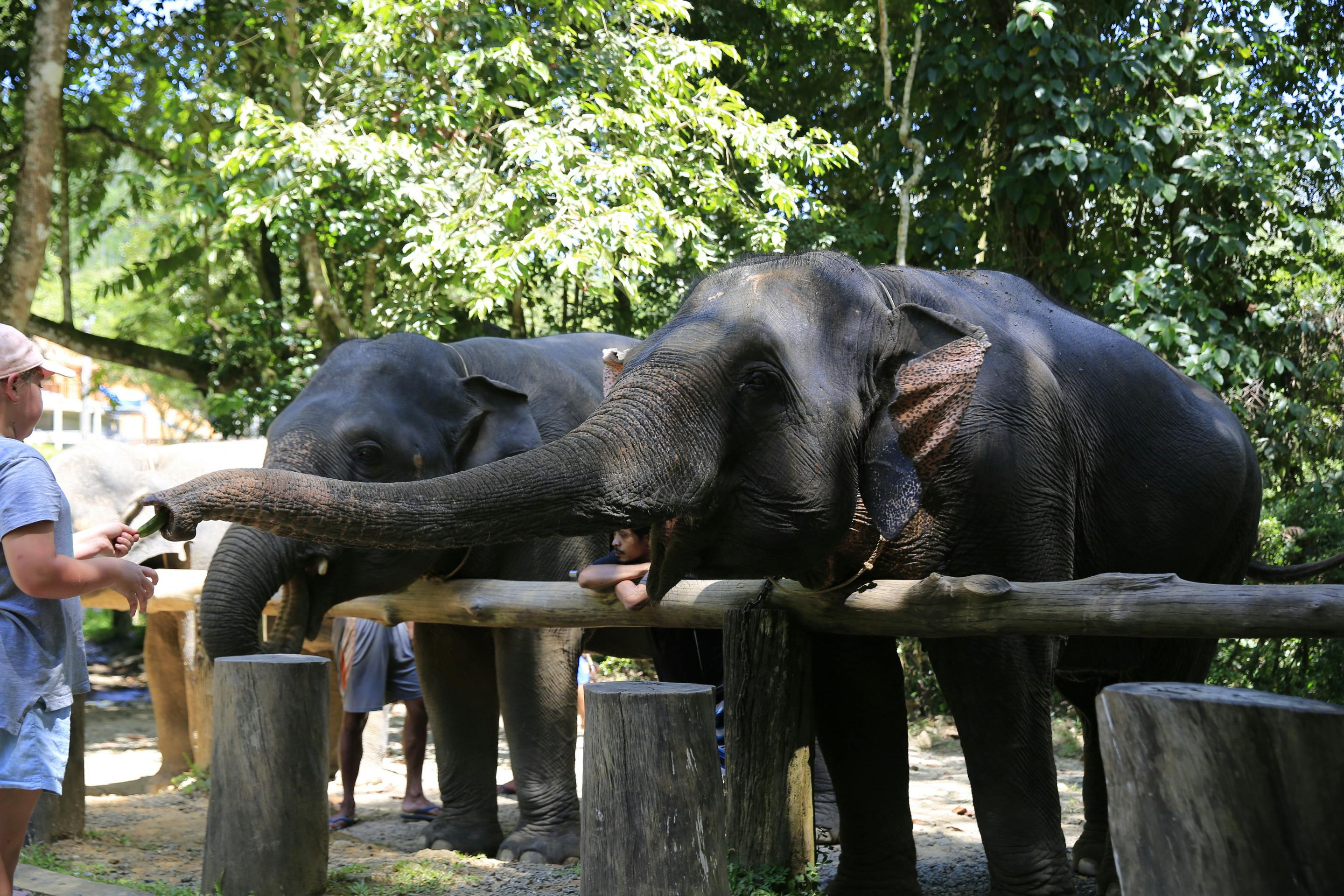 Khao Lak Elephant Bath Review