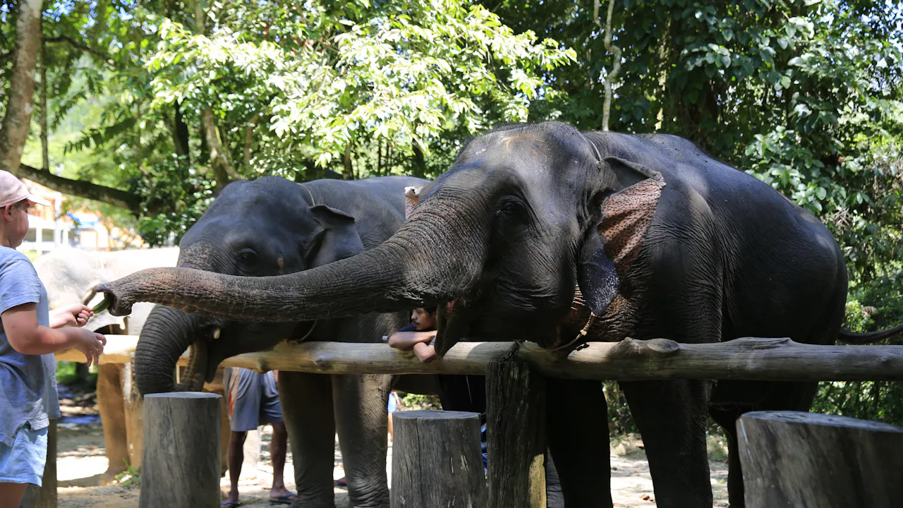 Khao Lak Elephant Bath Review