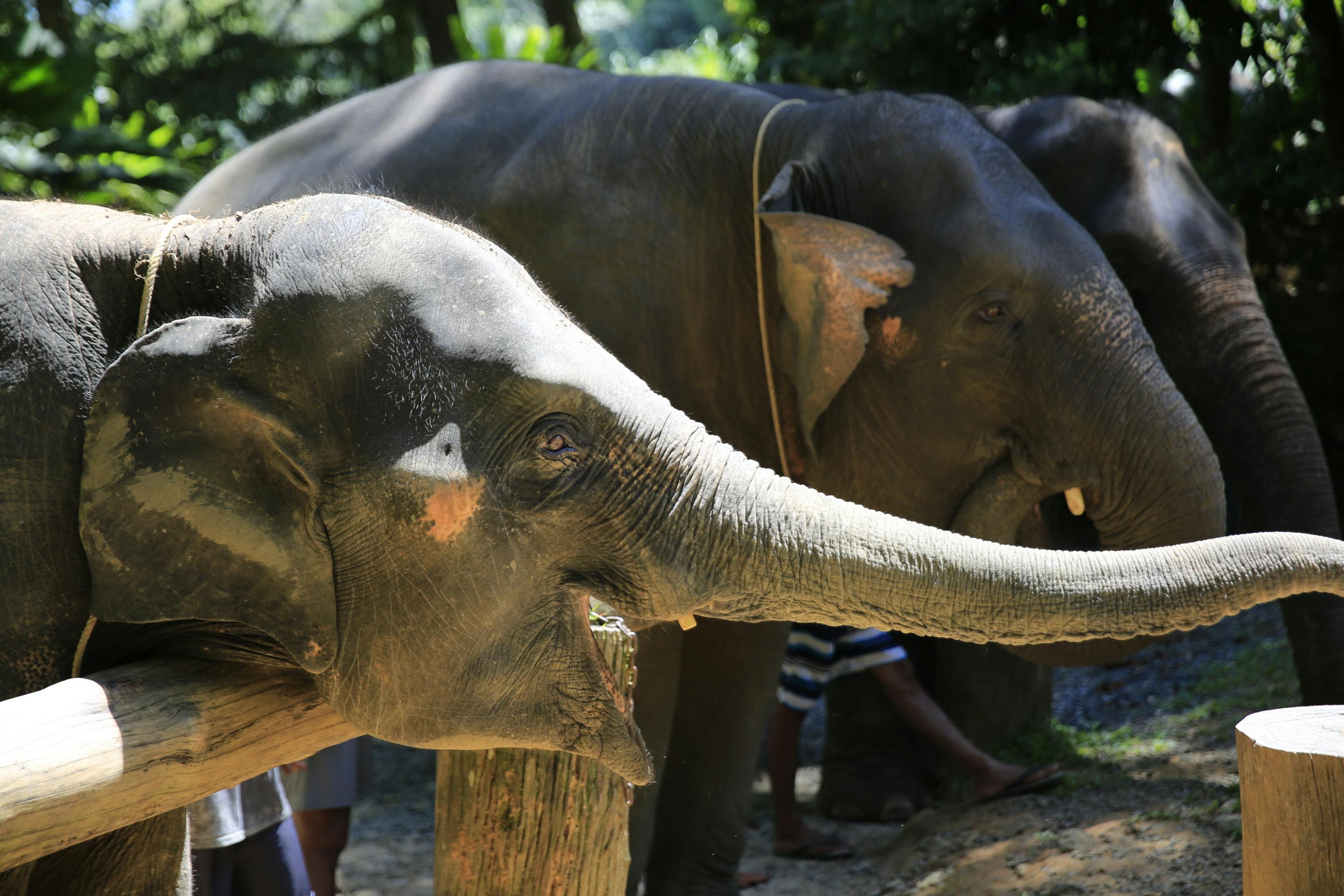 Khao Lak Elephant Bath Location
