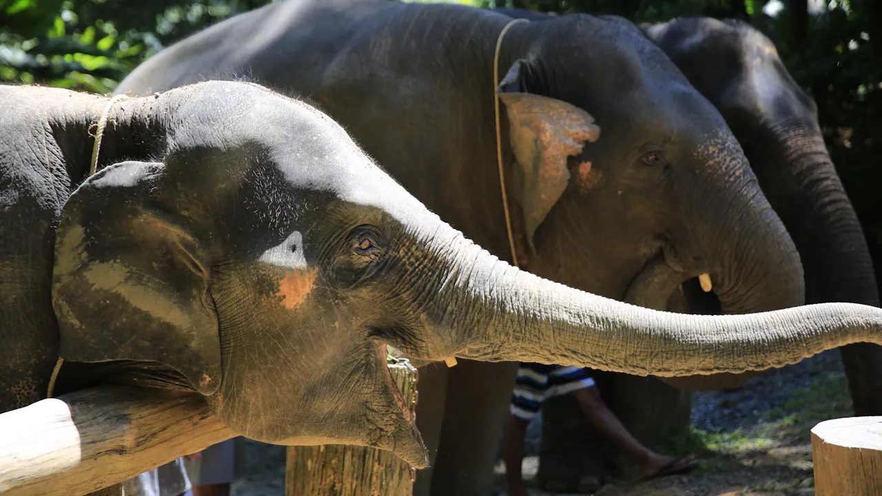 Khao Lak Elephant Bath Location