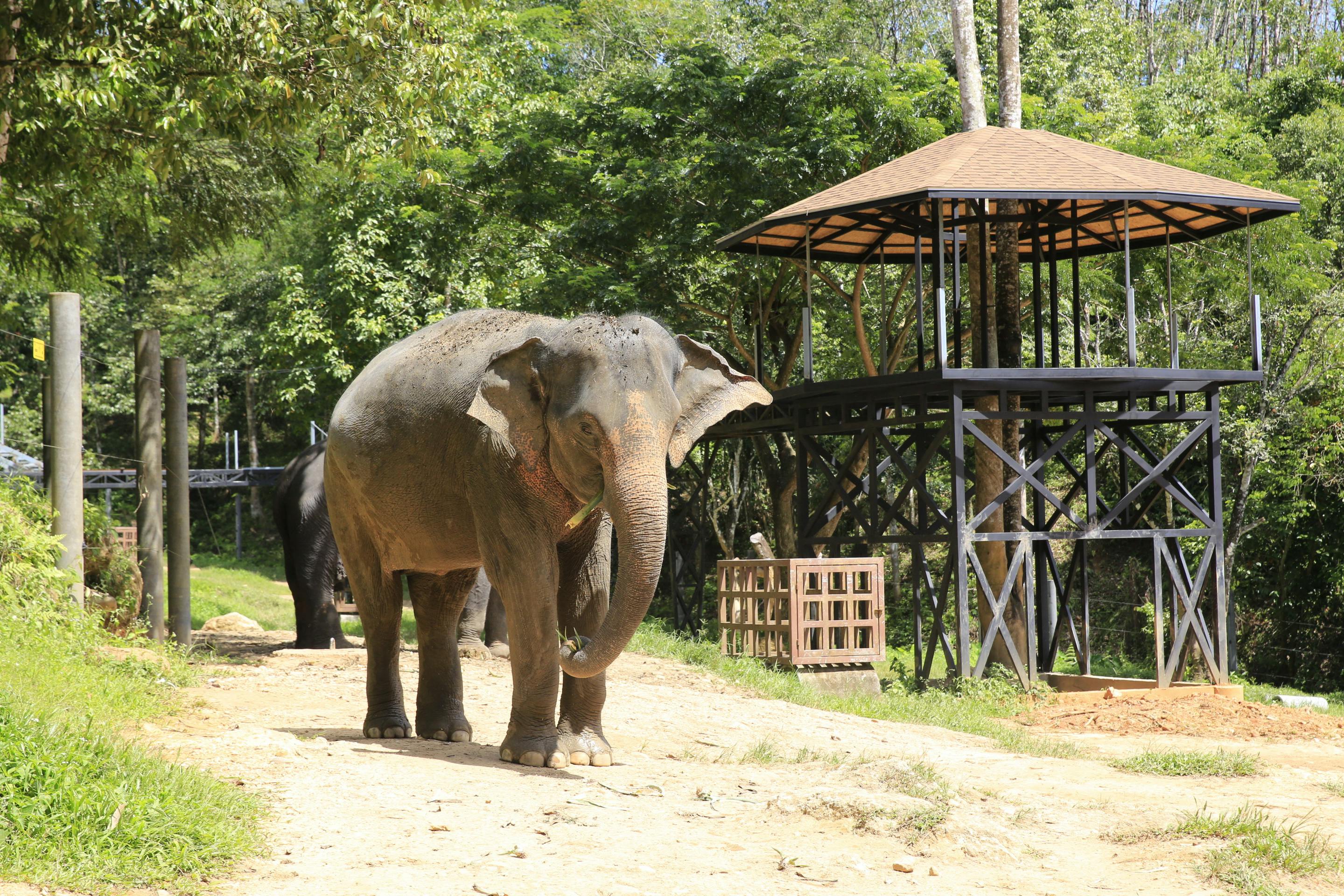 Khao Lak Elephant Bath Discount