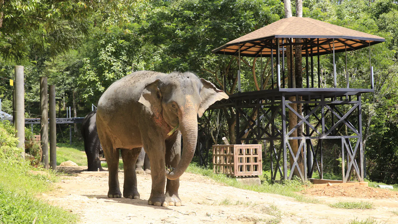 Khao Lak Elephant Bath Discount