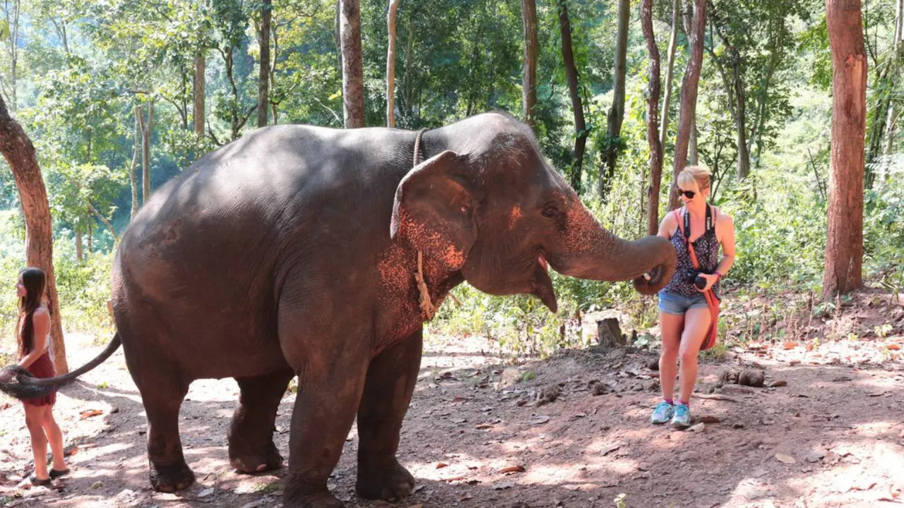 Hug Elephant Sanctuary Chiang Mai Discount