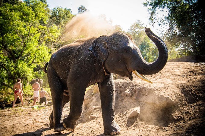 Hug Elephant Sanctuary Chiang Mai Price