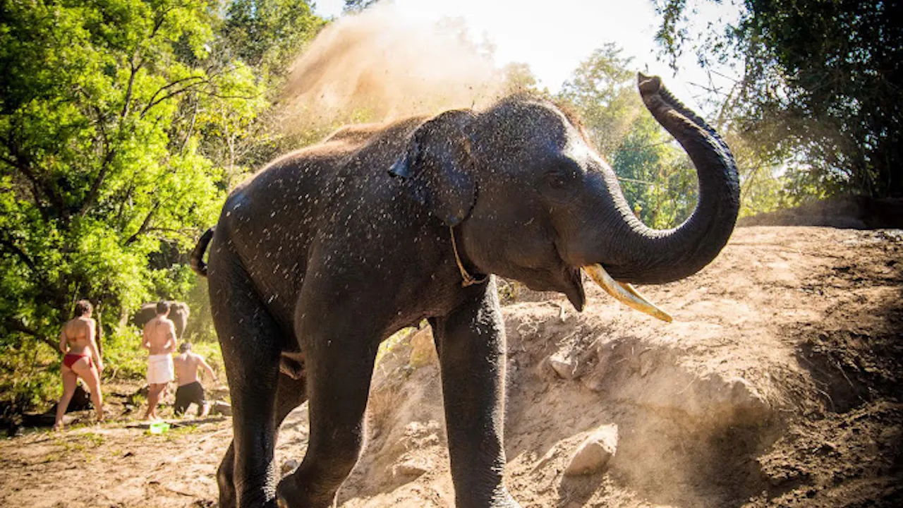 Hug Elephant Sanctuary Chiang Mai Price